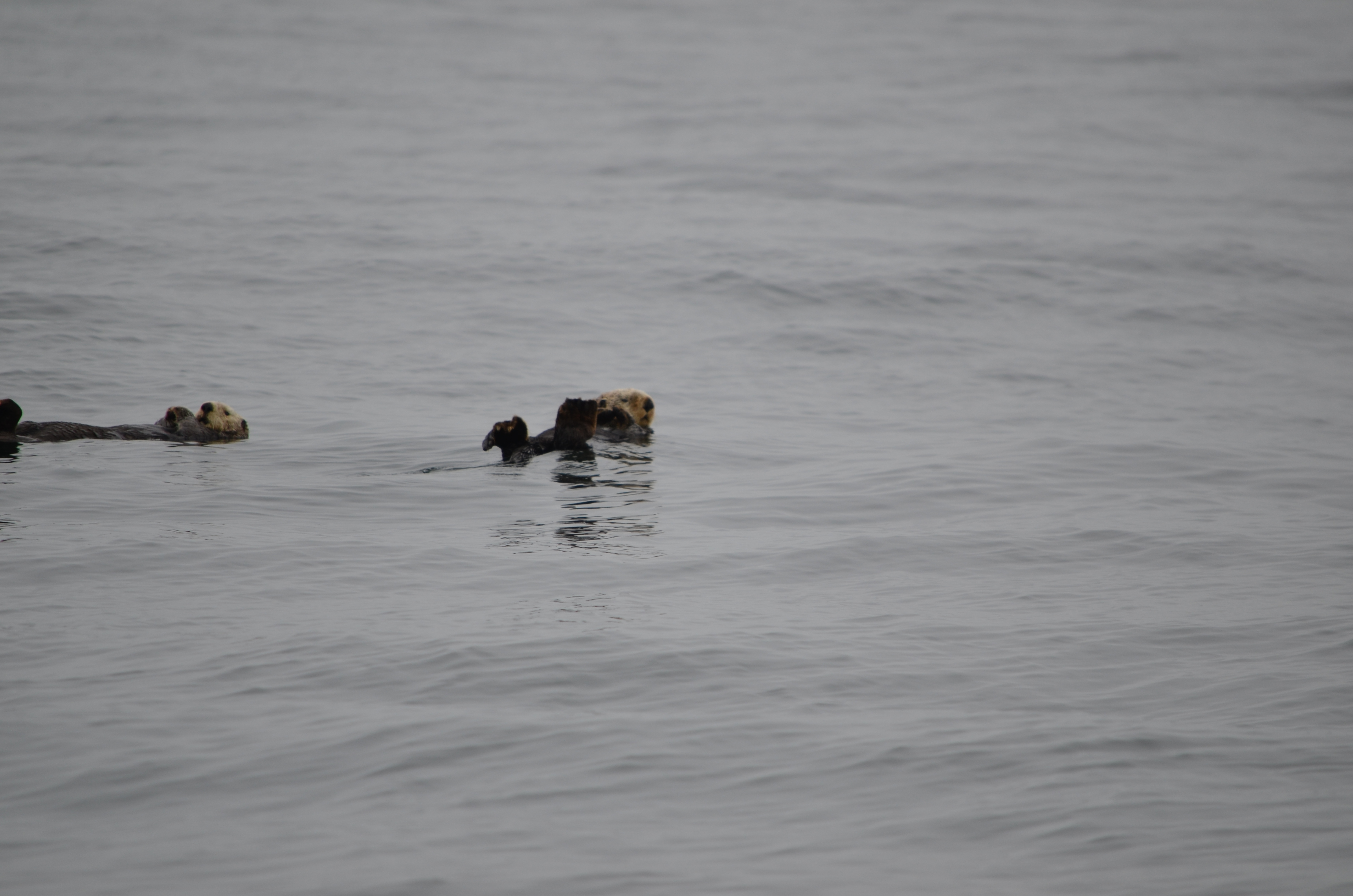 photos/wildlife/Mammal_Species/Sea Otter/DSC_0373.JPG